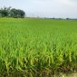 UBND xã Định Công triển khai phương án sản xuất vụ thu mùa; phương án phòng chống lụt bão năm 2024